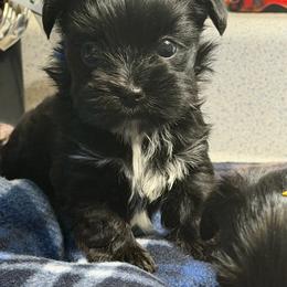 Georgia - Black female Morkie puppy in Florence, Kentucky from 4paws4ever by Design