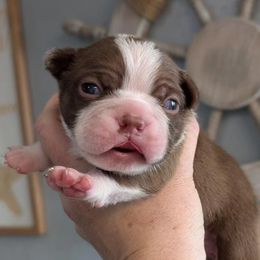 Boston Terrier Puppies from All American Boston Terriers