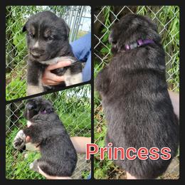 Siberian Husky Puppies from Haase Family Kennels