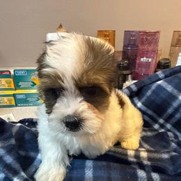 Note - Parti male Yorkshire Terrier puppy in Florence, Kentucky from 4paws4ever by Design