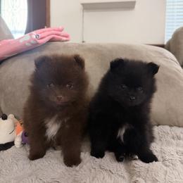 Pomeranians from PomPom-Angels