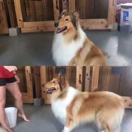 Nate - Collie