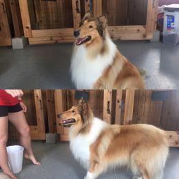 Nate - Collie