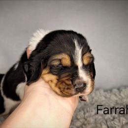 Farrah - Black brown and white female Basset Hound puppy in Mack's Creek, Missouri from Mack's Creek Basset Hounds