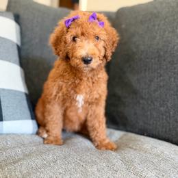 Purple - Red  female Goldendoodle puppy in Spring, Texas from The Doodle Den
