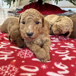 Female 2 - Apricot female Goldendoodle puppy in Brooksville, Florida from Kruger Doodles