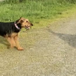 Airedale Terrier Puppies from Rising-aire Terriers