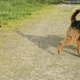 Airedale Terrier Puppies from Rising-aire Terriers