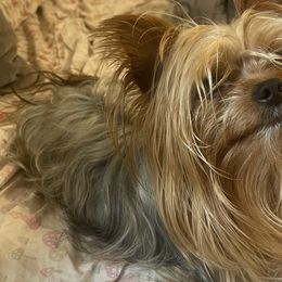 Jerry - Yorkshire Terrier