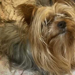 Jerry - Yorkshire Terrier