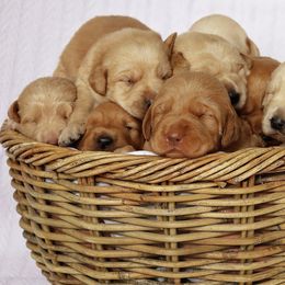 Goldendoodles, Labradoodles, and Poodles from Nacadoodles
