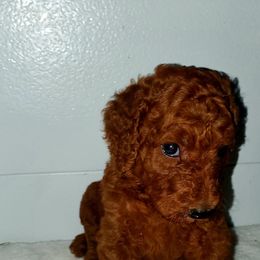 Poodle Puppies from Cartiers Kennel
