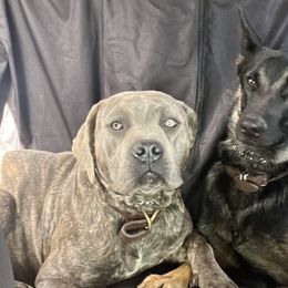 Aussiedoodles, Companion Crosses, and Poodles from BoujeePoodles