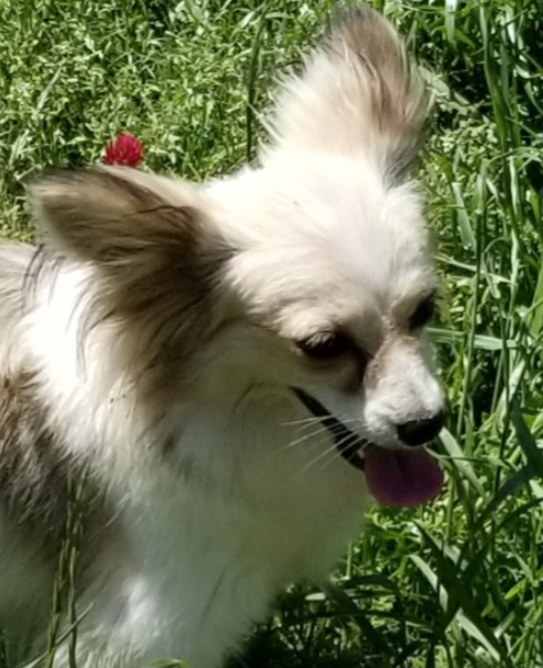 Nikita - Papillon
