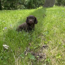 Dachshund Puppies from jennelle johnson