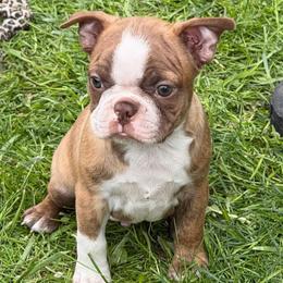 Chocolate Brindle Male - Brindle and white male Boston Terrier puppy in Charlotte, Michigan from Blue Diamond Danes