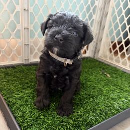Gray Collared - Black male Miniature Schnauzer puppy in Prescott, Washington from Winona Schnauzers
