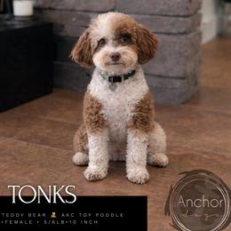 Tonks - Poodle