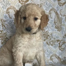 Goldendoodle Puppies from Owen-a-Doodle