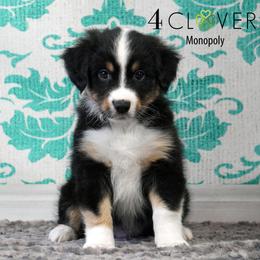 Monopoly - Black tri male Miniature American Shepherd puppy in Carlisle, Pennsylvania from 4 Clovers Kennel