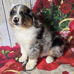 Boy 1 - Blue merle male Australian Shepherd puppy in Lakeland, Florida from Diamond P Australian Shepherds