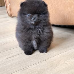 Brittany - Black female Pomeranian puppy in Muskogee, Oklahoma from Wonderlust Pomeranians