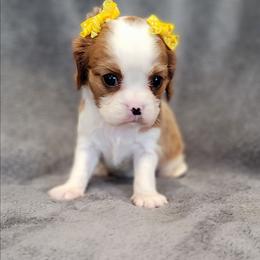 Cosette - Blenheim female Cavalier King Charles Spaniel puppy in Romeoville, Illinois from KonopkaKennelsLLC
