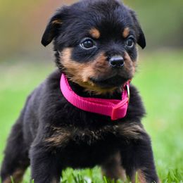 Rottweiler Puppies from Mid Penn Rottweilers
