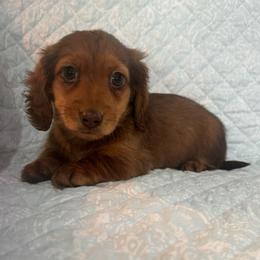Red female - Red female Dachshund puppy in Galax, Virginia from Dells  Dachshund’s
