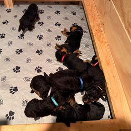 Airedale Terrier Puppies from Allie’s Airedales