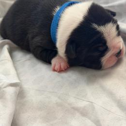 Boy 1- Theo - Black and white male Boston Terrier puppy in Piedmont, South Carolina from The Gentlemen Breed