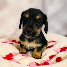 Susie lou - Black and tan female Dachshund puppy in Magnolia, Texas from Carrie’s Countryside Dachshunds