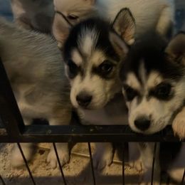 Siberian Huskies from Hughes Huskies