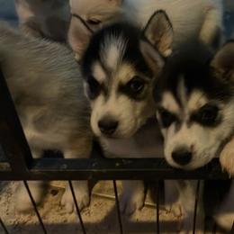 Siberian Huskies from Hughes Huskies