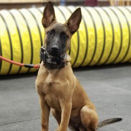 Belgian Malinois from In Harmony K9