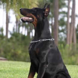 Doberman Pinschers from Key To My Heart Dobermans