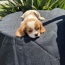 Cavalier King Charles Spaniel Puppies from Caveliers by Grace