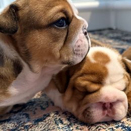 Bulldogs from DR BULLDOGS