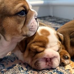 Bulldogs from DR BULLDOGS