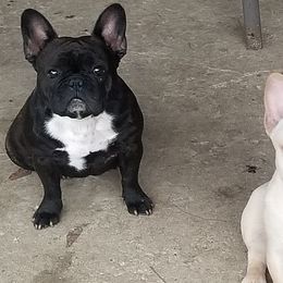 French Bulldogs from Southern Domination Bulldogs