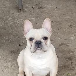 French Bulldogs from Southern Domination Bulldogs