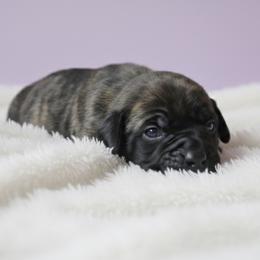 Female 1 - Chestnut brindle female Cane Corso puppy in Haslet, Texas from Trained To Go Corso Kennels (T.T.G. Corso Kennels)