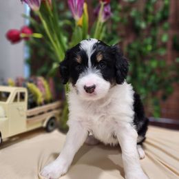 Viva - Black tri-color Aussiedoodle puppy in Moreno Valley, California from Rainbow SoCal Doodles