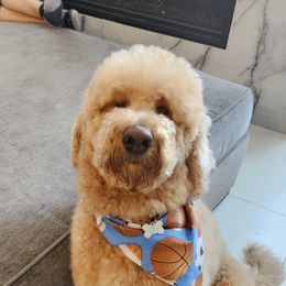 Ted - Labradoodle