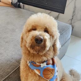 Ted - Labradoodle