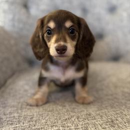 Luke - Chocolate and cream male Dachshund puppy in Fort Gibson, Oklahoma from Cooper’s Dachshunds