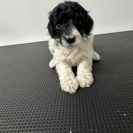 Mr. Wallen - Parti male Poodle puppy in Gainesville, Florida from Pet Inn Xxweetdoodles