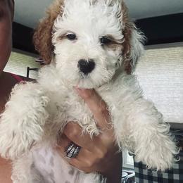Purple collar (Daisy) - Parti female Goldendoodle puppy in Cedar Springs, Michigan from Pecks Oodle Doodles