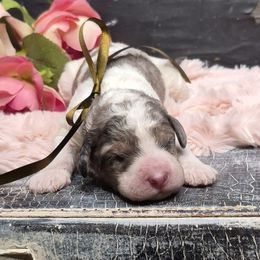 Duke - Merle male Springerdoodle puppy in Fargo, North Dakota from Dakota SpringerDoodles
