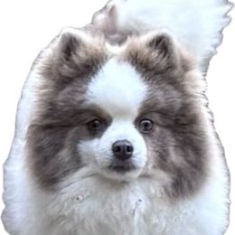Coco - Pomeranian